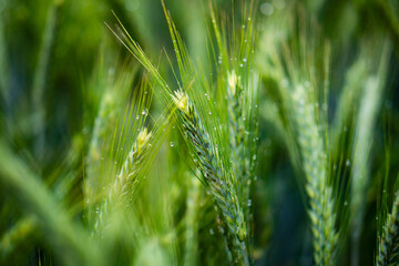 Fresh ears of grain covered with dew. Nature and ecology. Caring for the environment.
