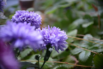 Blühende Blumen