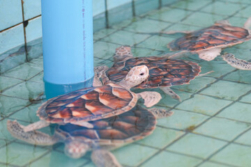 Meeresschildkröten Rettung Zucht