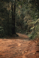dirt path in nature