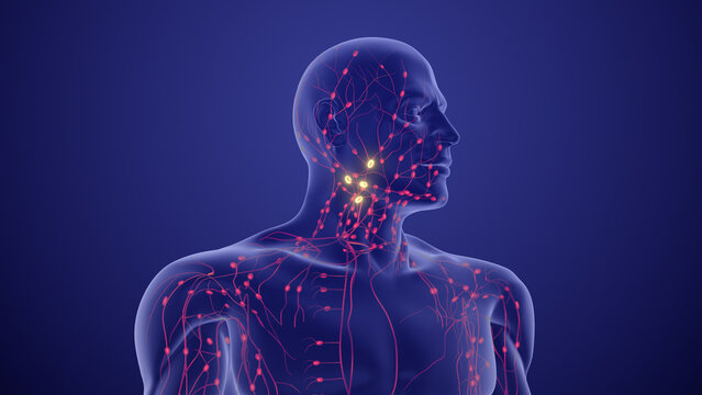 Medical Animation for Lymphoma Staging and Prognosis