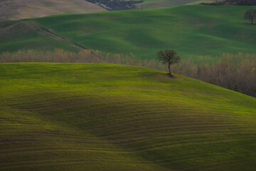 albero in val d'orcia