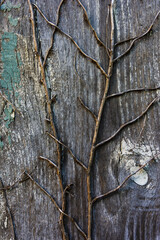 rami aggrappati al legno