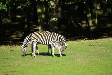 Z&egrave;bres en t&ecirc;te &agrave; t&ecirc;te