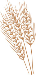 Wheat spikelets - 785573991