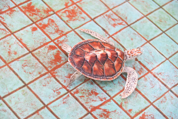 Caretta Schildkröte Thailand Meeresschildkröte