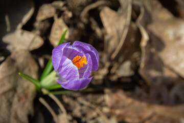 crocus