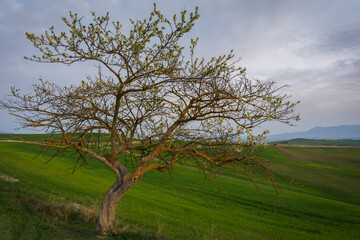 albero in val d'orcia