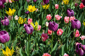 tulipani colorati
