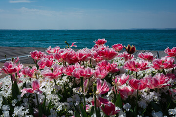 tulipani sul lungolalo