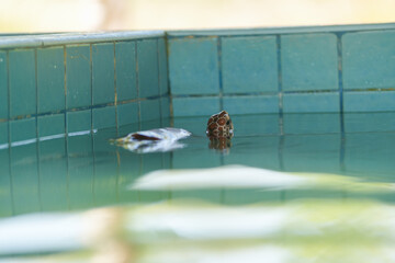 Meeresschildkröten Jungtiere Aufzucht Schutz Forschungsstation