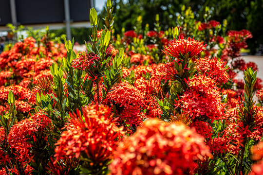 Chinese Ixoria Flower