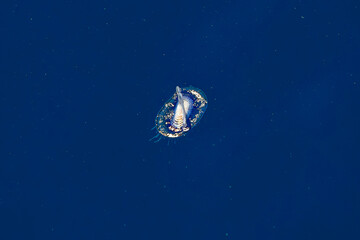 Naklejka na ściany i meble blue sail velella velella hydrozoa jellyfish floating on sea surface in mediterranean blue sea
