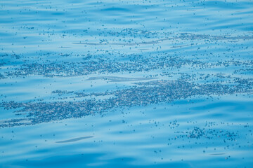 blue sail velella velella hydrozoa jellyfish floating on sea surface in mediterranean blue sea