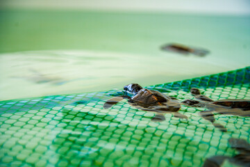 Schildkräte Meeresschildkröte auf Netz