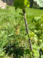 Groseilles en formation