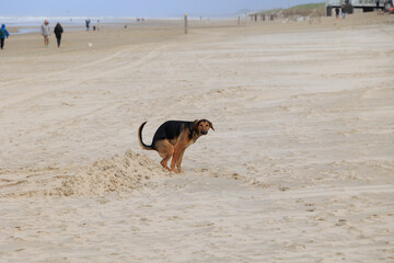 A dog poops in the sand on the beach in the Dutch town of Bergen aan Zee