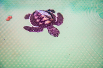 Meeresschildkröte Caretta Jungtier klein