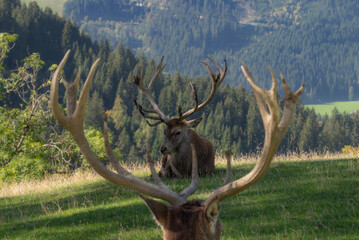 Müder Hirsch nach der Brunft