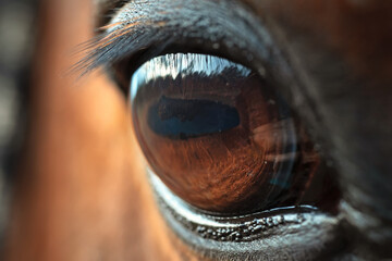 beautiful  expressive eye of the bay  horse. ultra detaild and sharp macro shot - 785579933