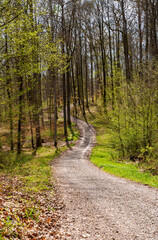 A winding dirt path cuts through the lush deciduous forest
