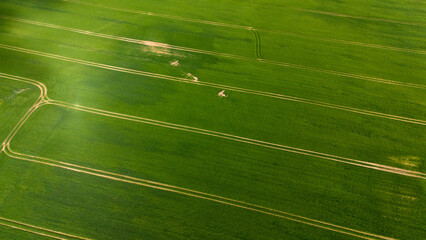 Prairie verte avec forêt avec des traces géométriques au printemps vu de haut en drone en...