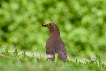 female common blackbird with caught prey in its beak on the green grass close-up