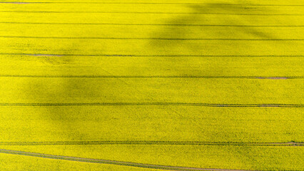 Champ de colza avec des traces géométriques au printemps vu de haut en drone en Normandie en...