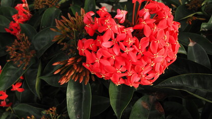 clusters of red  Ixora chinensis (Chinese Ixora) flowers forming a heart shape on the upper left of screen, with background of green leaves and buds
