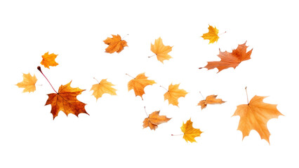 Falling maple leaf png, transparent background