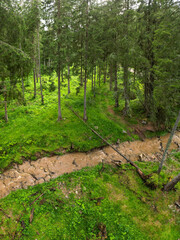 Drone view from a canopy level of a muddy torrent flows through a coniferous forest. Rainy day, the waters are brown and muddy. Summer time, the woodland bursts with green color. Carpathia, Romania.