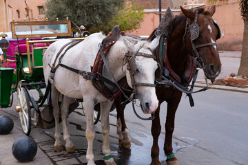 Naklejka na ściany i meble Tourists and locals ride in horse-drawn carriages through vibrant streets Marrakech, authentic and lively city life African kingdom Morocco, Authentic experience