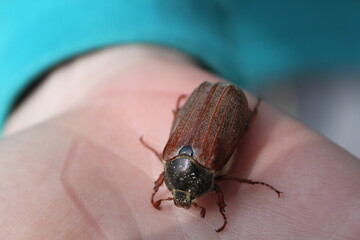 beetle on the leaf