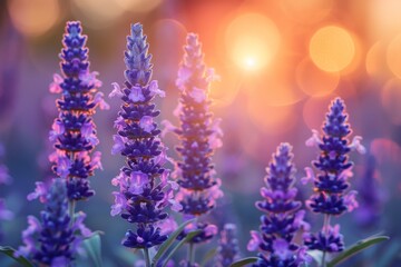 Close-up of lavender flowers with detailed petals highlighted by the warm glow of the setting sun...