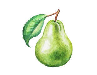Pear, green  pears, fruit, hand painted watercolor illustration , dessert, sweet food, fresh 