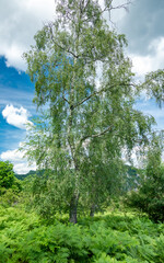 A birch tree growing straight on a hill, surrounded by abundant fern plants and leaves. The hill is green, and the plants are blooming and abundant. Springtime in Carpathia, Romania.