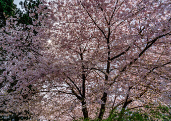 Street And Blossoms 3