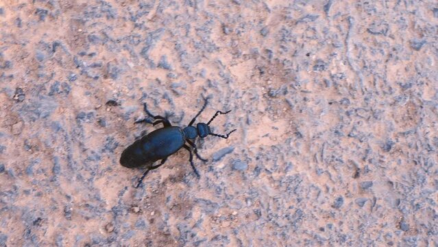 closeup of a large beetle blue meloe violaceus walking on old road top view
