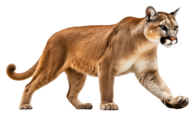 PNG Mountain lion wildlife animal mammal