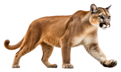  PNG Mountain lion wildlife animal mammal © Rawpixel.com