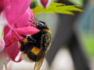 Hummel an rosa Blüte mit Pollen