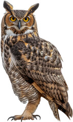 Great horned owl perched profile isolated cut out png on transparent background
