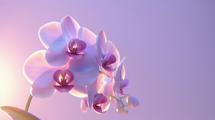 Fototapeta premium A delicate cluster of orchids bathed in a soft purple light, creating a serene and enchanting floral scene.
