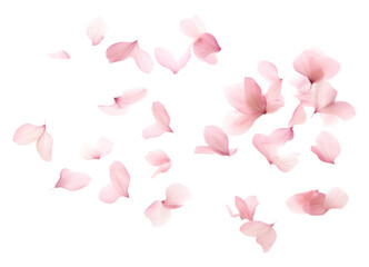 PNG Sakura leaves falling backgrounds flower petal