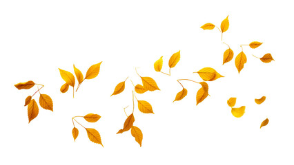 PNG Small leaves plant leaf white background - obrazy, fototapety, plakaty