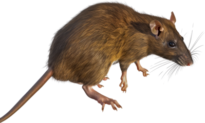 Brown rat cut out png on transparent background