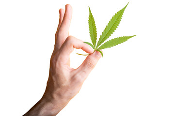 Fresh green cannabis leaf in fingers. OK symbol made from fingers - 785594343