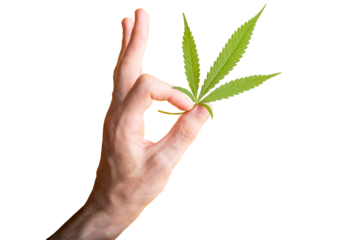 Fresh green cannabis leaf in fingers. OK symbol made from fingers