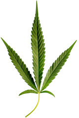 Fresh green cannabis leaf. Hemp Leaf
