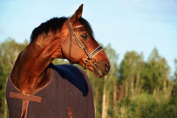 portrait of bay  sportive stallion  horse in cover blanket at summer evening - obrazy, fototapety, plakaty